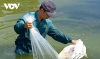 Chàng kỹ sư rời phố về quê nuôi cá kiếm hàng trăm triệu đồng mỗi năm