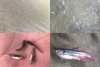 Cách phòng trị bệnh thối đuôi trên cá tra giống