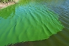 Một số loại tảo phổ biến và cách khắc phục tảo độc