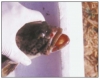 Bệnh phồng rộp trên cá mú mè do Iridovirus