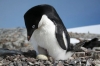 Những bí mật của chim cánh cụt mà các nhà khoa học tại Nam Cực không dám tiết lộ