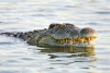 Vì sao cá sấu nuốt mồi dưới nước mà không bị sặc?