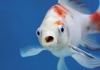 60% loài cá có thể ‘biến mất’ vào năm 2100