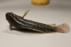 Cong vẹo cột sống trên cá: Nguyên nhân và cách phòng bệnh