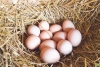 Trứng gà chứa thuốc chữa viêm khớp và ung thư