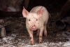 Người nuôi lợn thiệt hại kép khi dịch tả lợn châu Phi bùng phát và ảnh hưởng dịch Covid-19