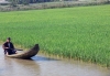 Sóc Trăng: Mô hình nuôi cá với hệ thống ‘sông trong ruộng’ ở Mỹ Tú