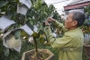 Gặp lão nông trồng ngũ quả bon sai kiếm hàng trăm triệu mỗi năm ở Hà Nội