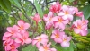 Top 20 loài hoa đẹp nhất thế giới, có 1 loại nở khắp nơi ở Việt Nam